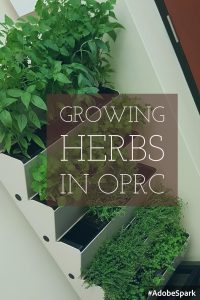 OPRC growing herbs in OPRC